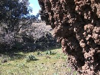 iara Scorciavacca-Eruzione 1651 20110306 050
